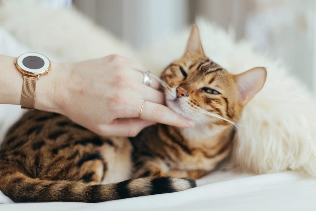 Mano acariciando a un gato atigrado recostado sobre una manta clara