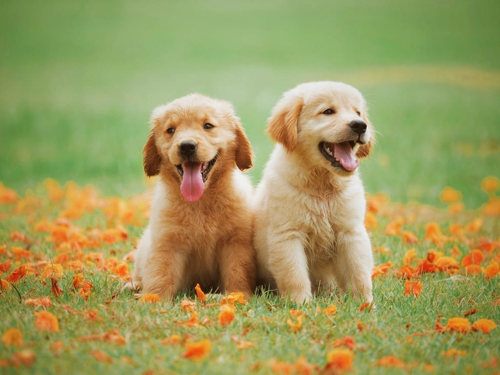 Dos cachorros golden retriever sentados en el pasto con flores