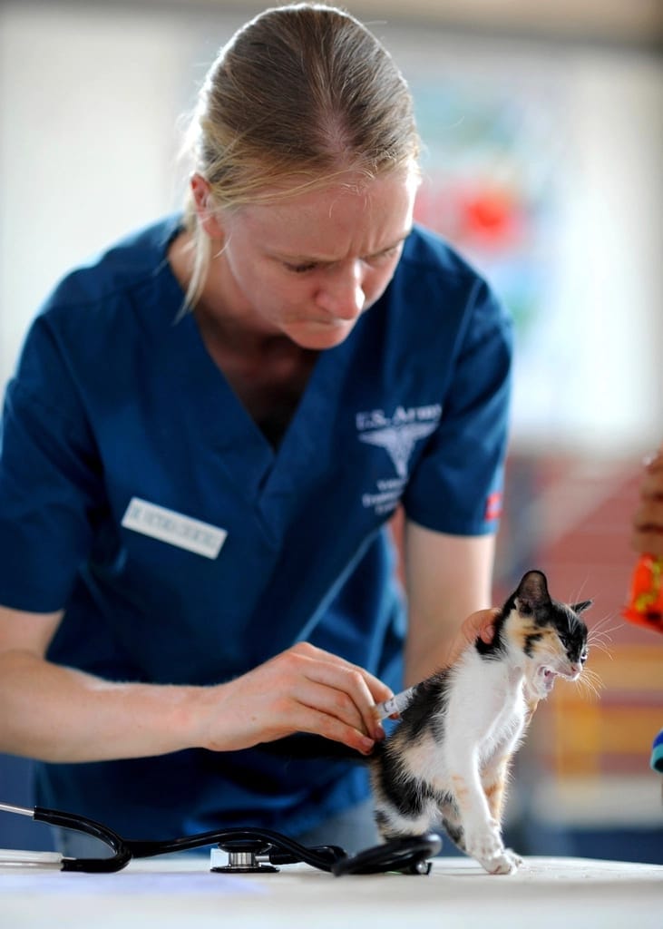 Veterinaria en scrubs azules revisando a un gato sobre la mesa de consulta