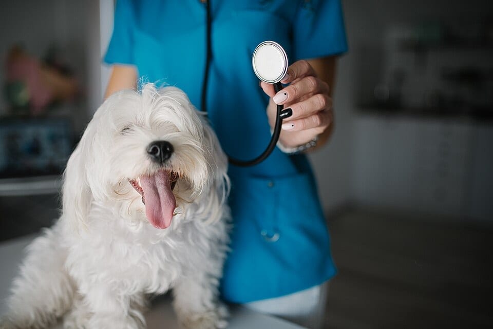 Veterinaria con uniforme azul revisando a un perro blanco sobre la mesa